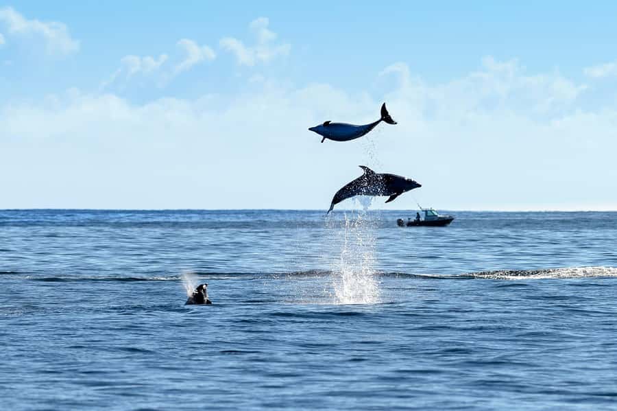 Paihia/Russell: Hole in the Rock and Bay of Islands Cruise - Who should book this cruise?