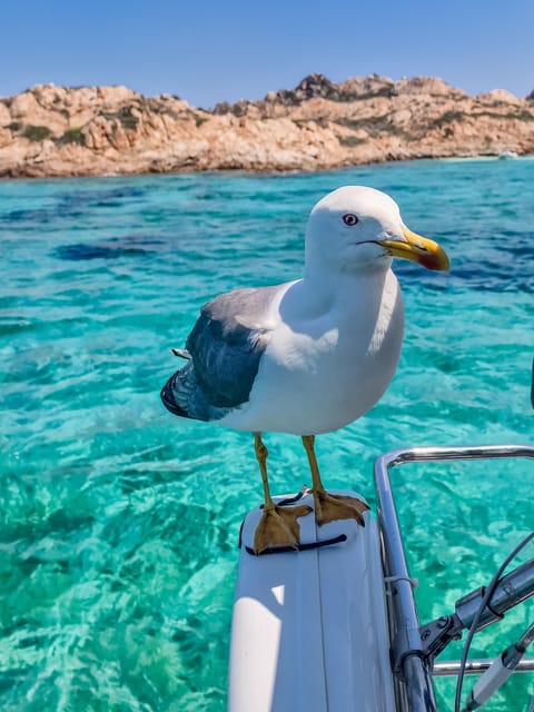 Palau: Sailing tour La Maddalena Archipelago - A second stop at Spargi