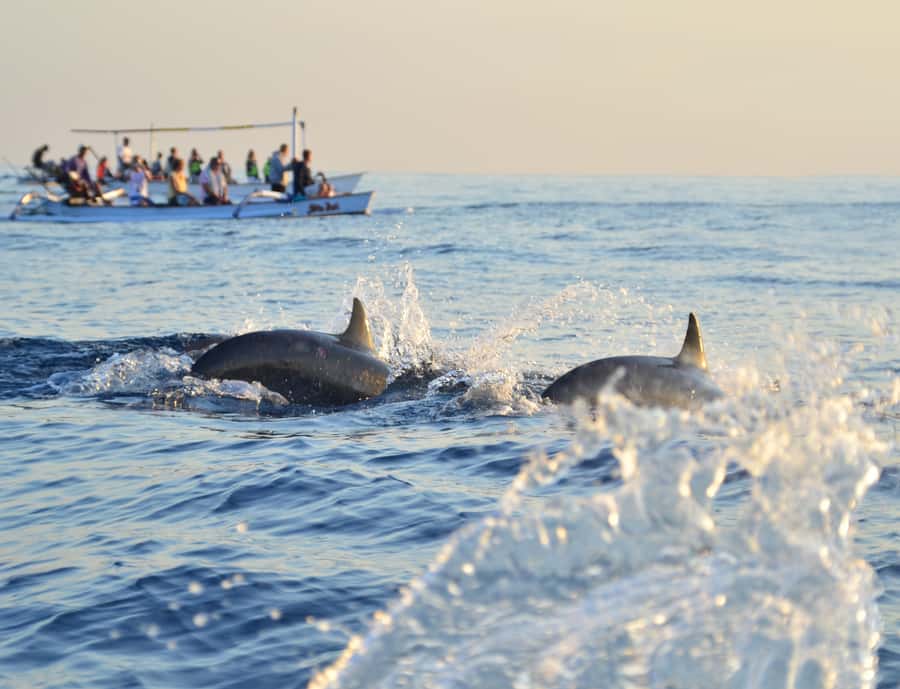 Panglao: Island Hopping w/Balicasag (Shared) - Is $45 a fair price?