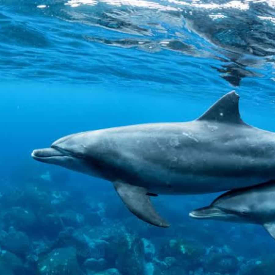 Panglao: Island Hopping w/Balicasag (Shared) - Dolphin watching off Panglao