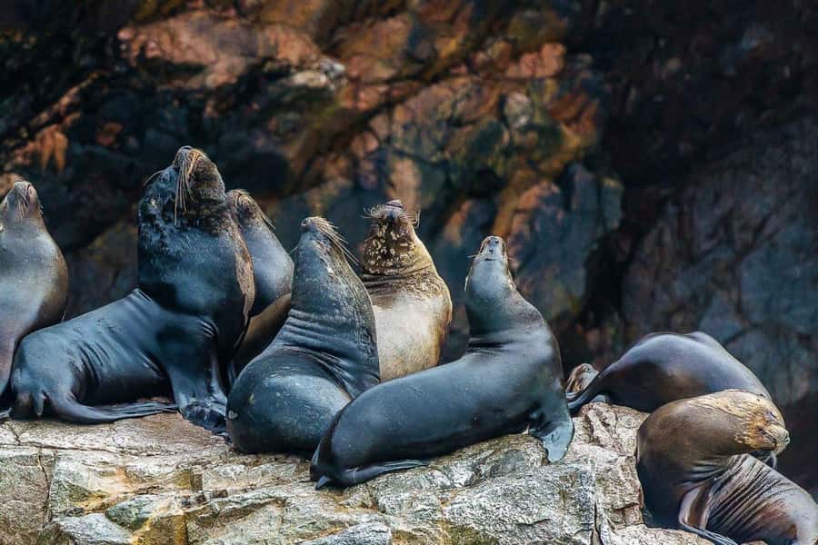 Paracas: Ballestas Islands Boat tour - Islas Ballestas - Who should book this Ballestas Islands cruise