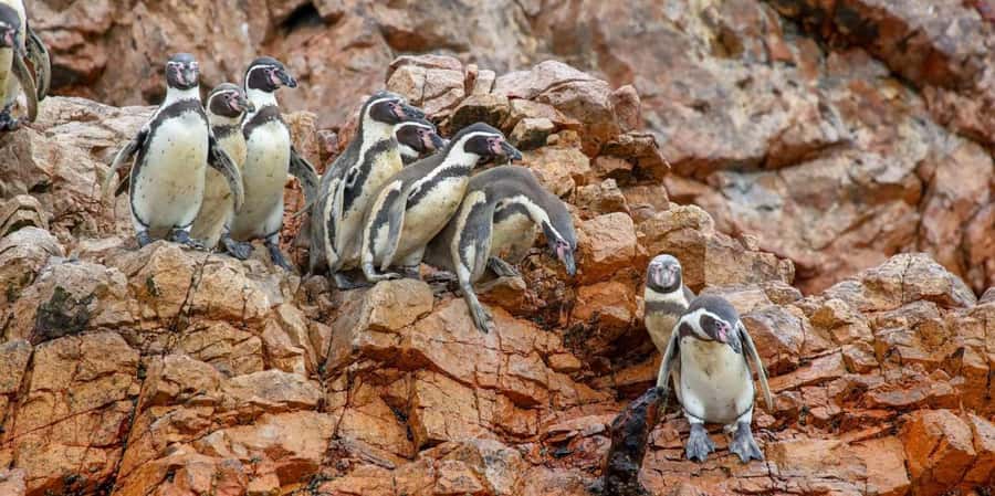 Paracas: Ballestas Islands Boat tour - Islas Ballestas - Reaching the rocky islands and their bird colonies