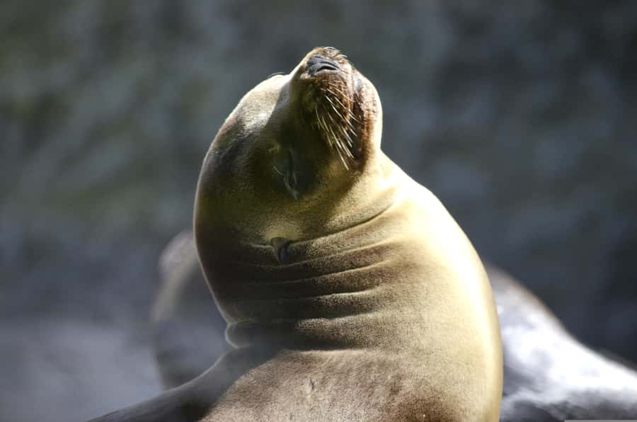 Paracas: Ballestas Islands Boat tour - Islas Ballestas - Dolphins, whales, and what you might actually see
