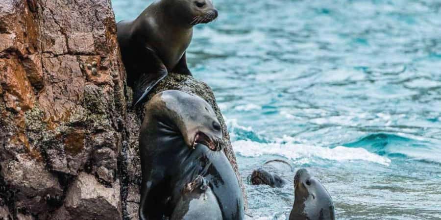 Paracas: Ballestas Islands Boat tour - Islas Ballestas - Communication is the main thing to manage