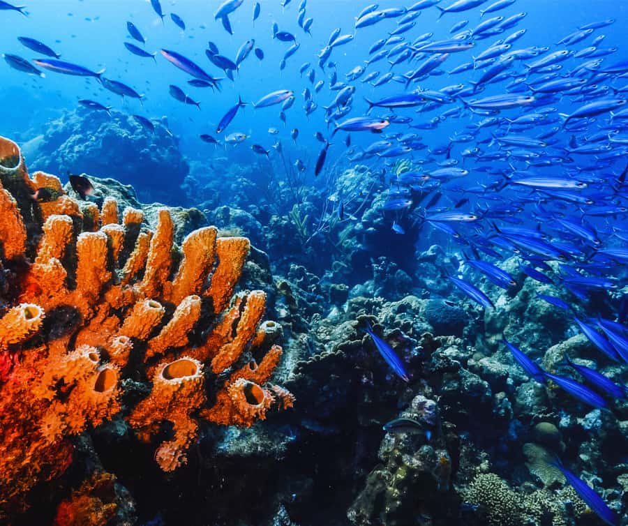 Phi Phi & 4 Islands sunset tour plus bioluminescent plankton - Maya Bay, the famous first stop