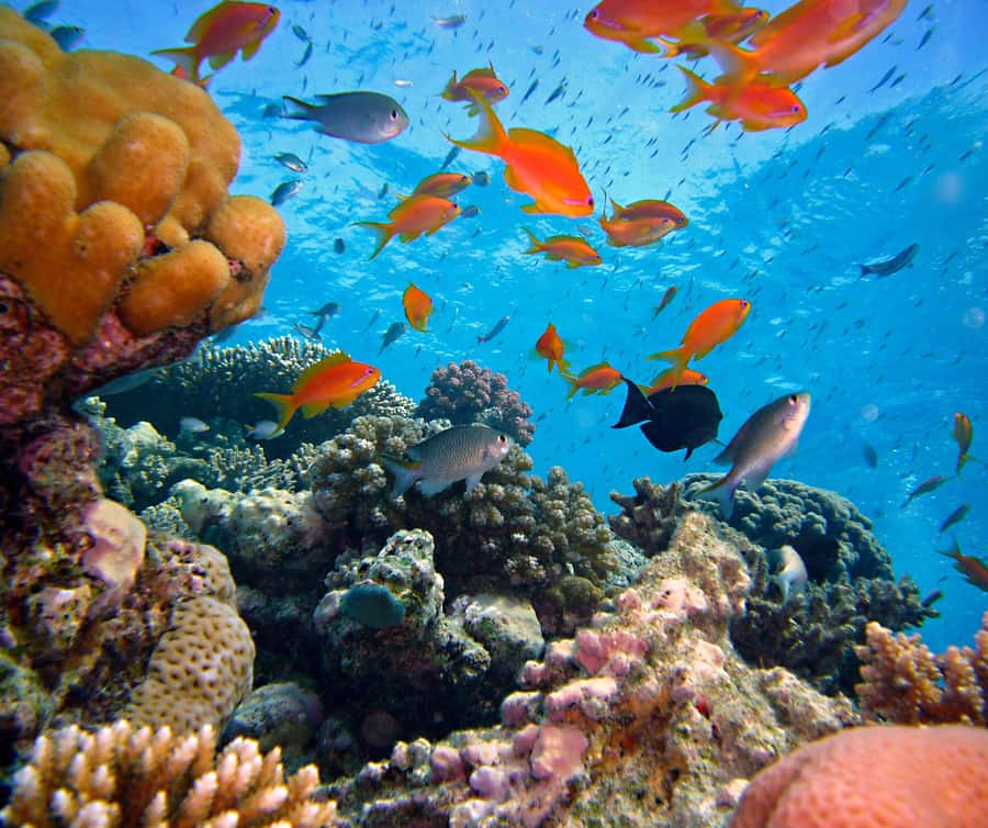 Phi Phi & 4 Islands sunset tour plus bioluminescent plankton - Bamboo Island and the long stretch of white sand