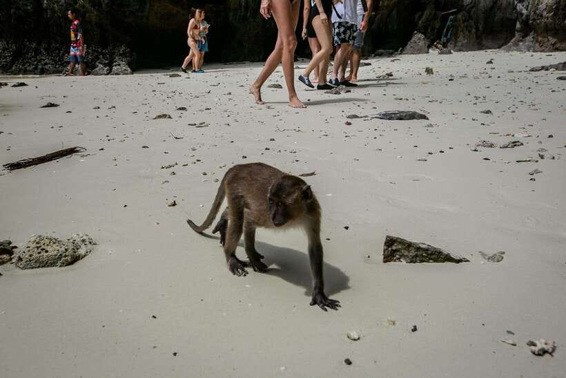 Phi Phi: 7 Islands longtail boat with Sunset and Plankton - Pileh Lagoon gives you the best swim