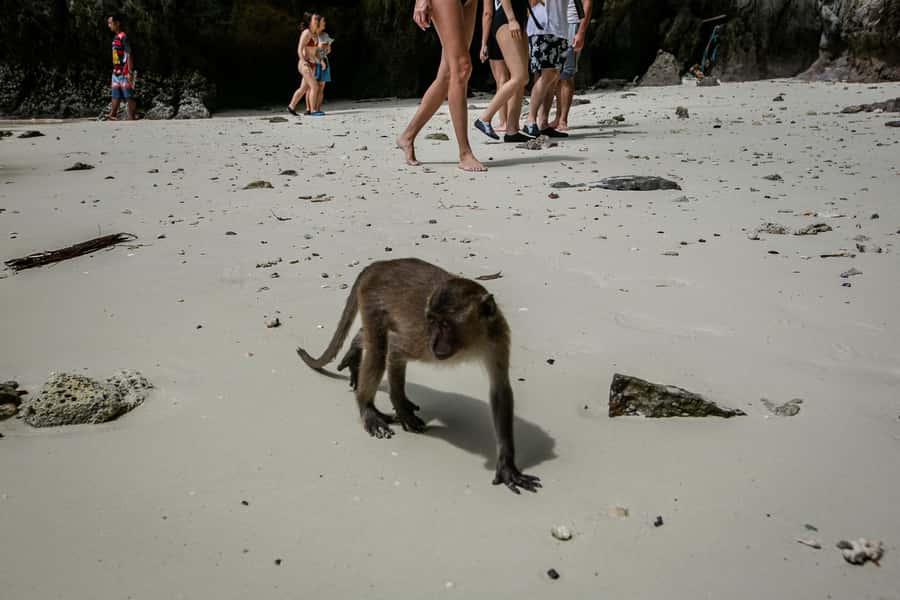 Phi Phi: 7 Islands Speed Boat Tour with Sunset and Plankton - Pileh Lagoon Gives You the Best Swim