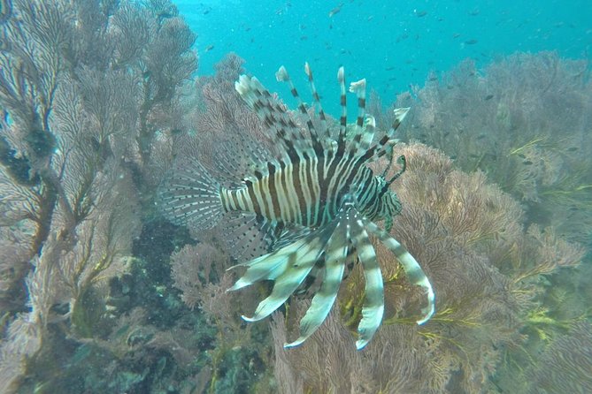 Phi Phi Early Bird & 4 Islands - Day Tour by Speedboat From Krabi - Viking Cave and Monkey Beach from the water