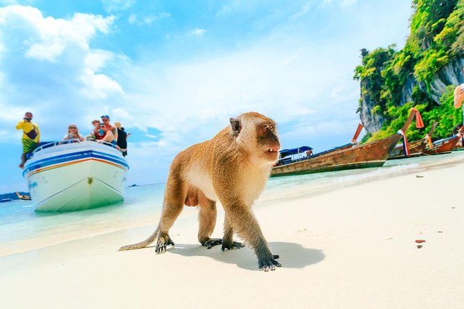 Phi Phi , Khai & Maya : Unforgettable Island Hopping by Speedboat - The guides and group organization