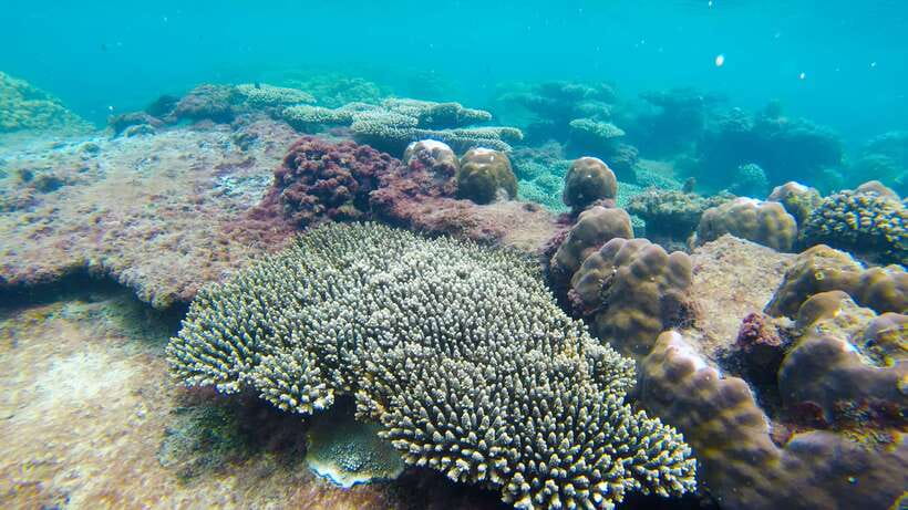 Phu Quoc: 3 Island Tour by Boat with Guide - Lunch on board, with plenty of local food