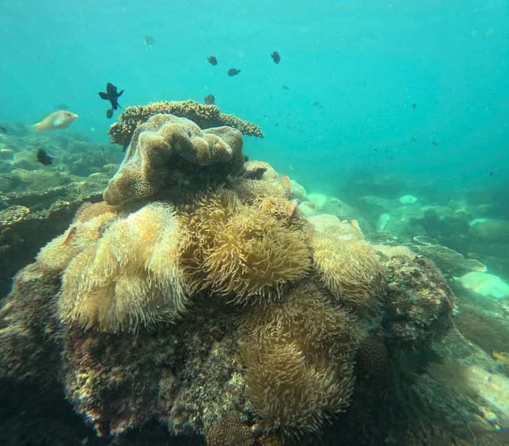 Phu Quoc: Snorkeling and Island Hopping by Speedboat & Lunch - What the $53 Price Really Covers