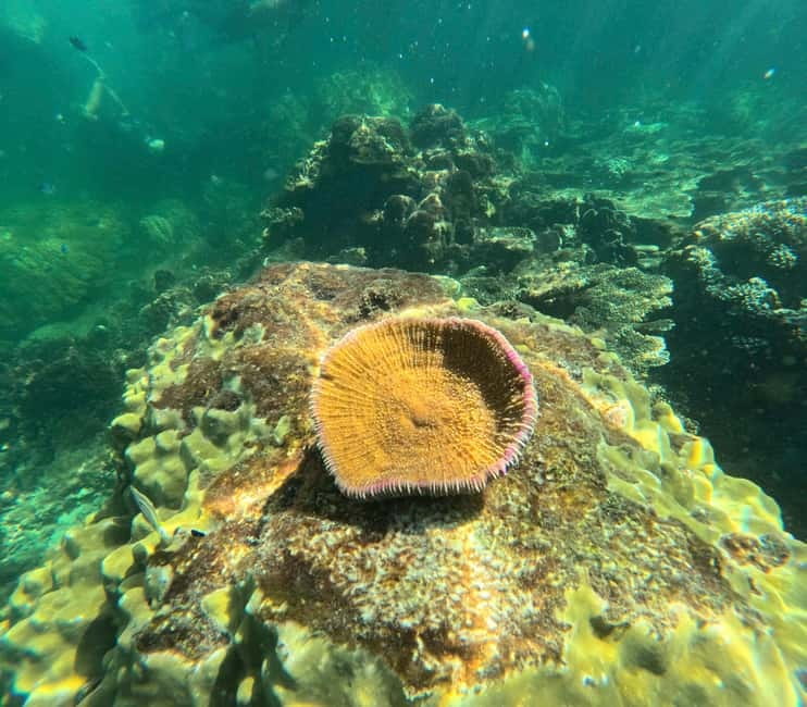 Phu Quoc: Snorkeling and Island Hopping by Speedboat & Lunch - Guide Quality Can Shape the Whole Day