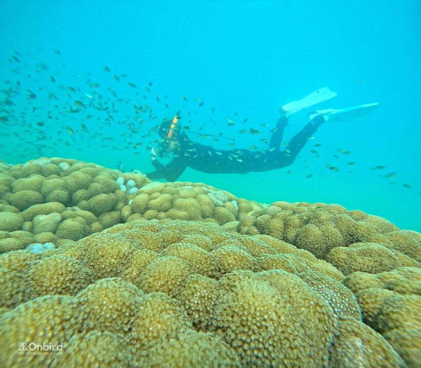 Phu Quoc: Speed Boat Tour 4 Islands - 2 Reefs Snorkeling - What makes this Phu Quoc snorkeling trip different