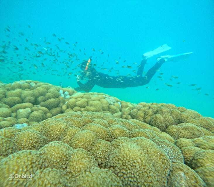 Phu Quoc: Speed Boat Tour 4 Islands - 2 Reefs Snorkeling - First reef: a gentle introduction to marine life
