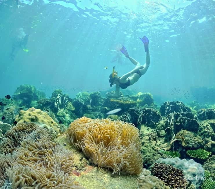 Phu Quoc Speedboat Pro Snorkeling: 4 Islands-2 Reefs & Meal - Key points at a glance