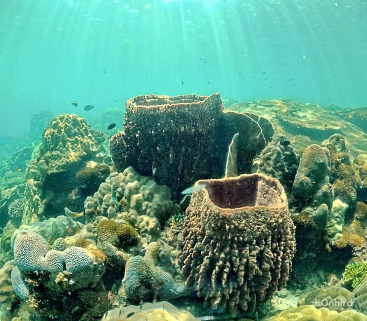 Phu Quoc Speedboat Pro Snorkeling: 4 Islands-2 Reefs & Meal - Who should book this outing?