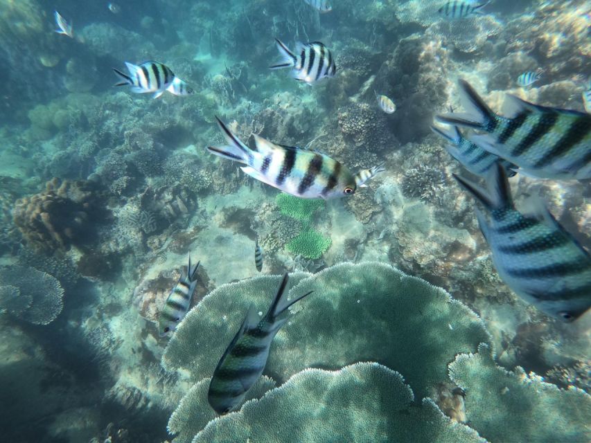 Phu Quoc: Speedboat Tour of 4 Islands with Snorkeling & BBQ - Guides make the difference
