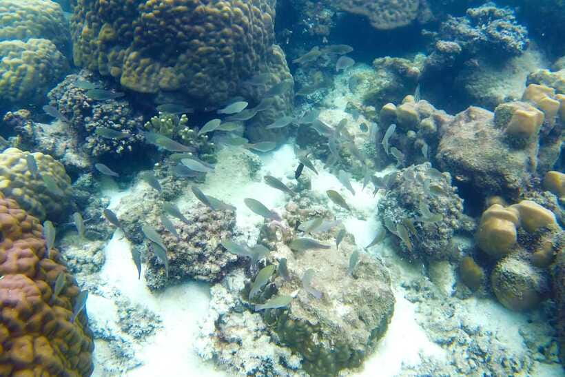 PHU QUOC TRIP 2: 2 ISLANDS BY BOAT - Snorkeling at Xuong Island or Gam Ghi Island