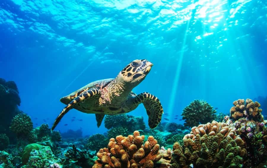 Phuket: 2 Days Itinerary Similan & James Bond Islands Tour - Day 2: Panak caves, Hong Island, and James Bond’s famous rock