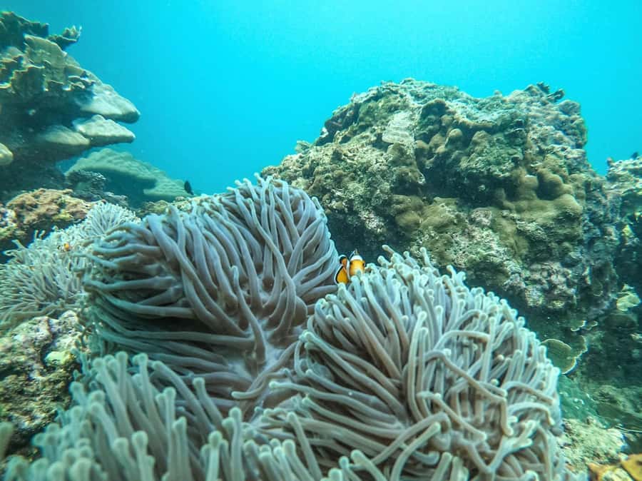 Phuket: 2 Days Itinerary Similan & James Bond Islands Tour - My verdict: book it for variety, not perfect snorkeling