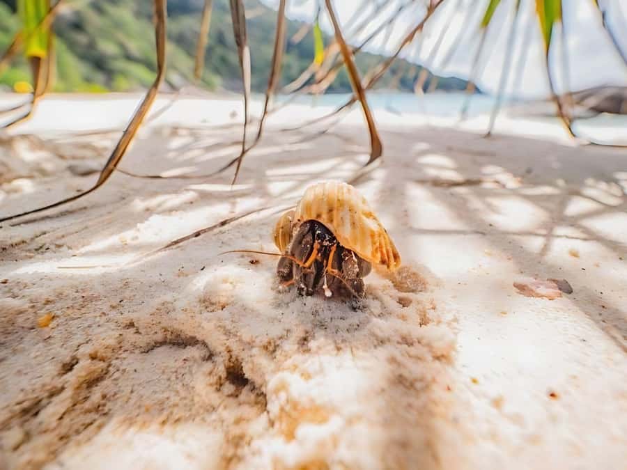 Phuket/Khao Lak: Similan Islands by Speedboat - Ko Bangu combines open views with another reef stop