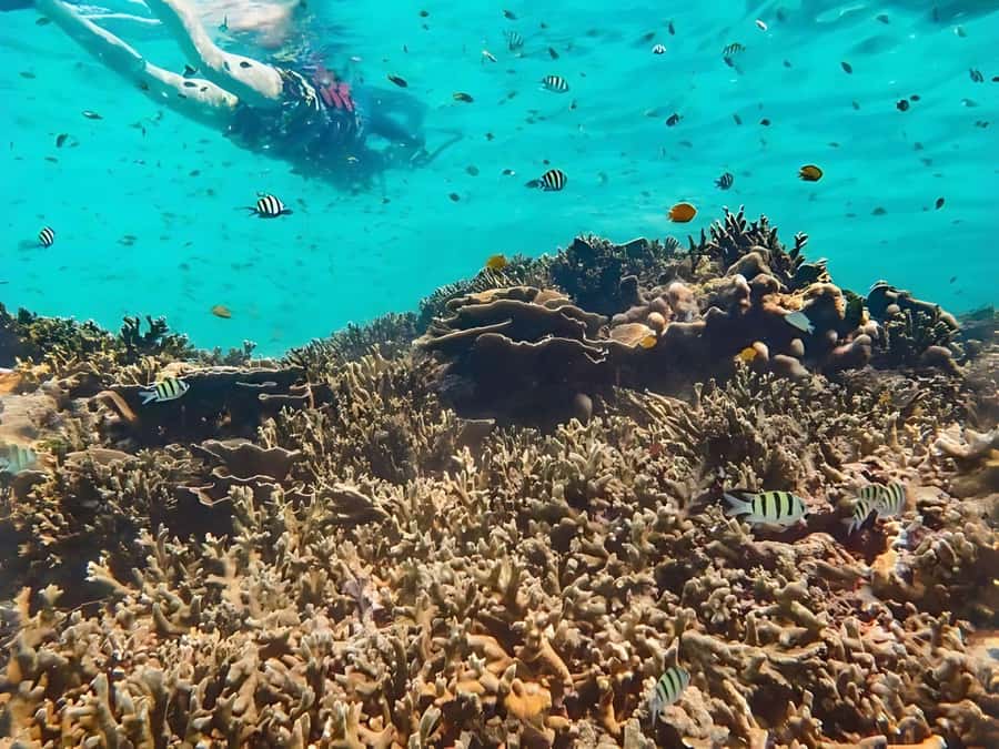 Phuket/Khao Lak: Similan Islands by Speedboat - What $96 gets you