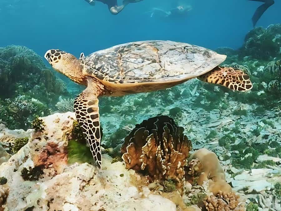 Phuket/Khao Lak: Similan Islands by Speedboat - FAQ