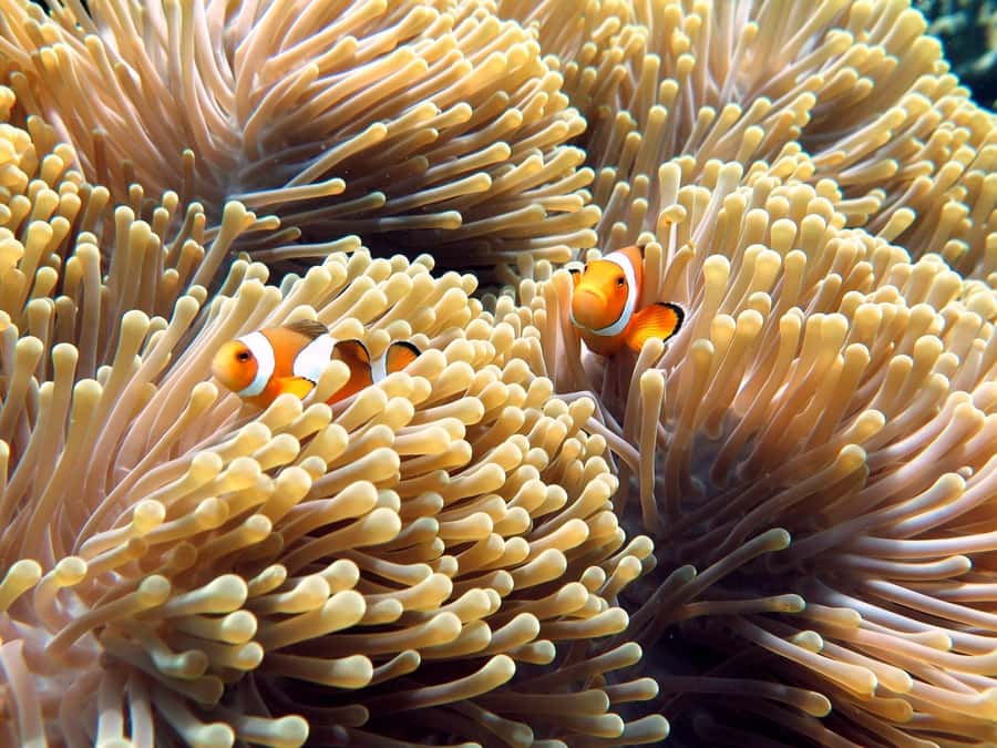 Phuket/Khaolak:Similan Islands Day Trip With Snorkeling Tour - My call: book it for access, not for leisure