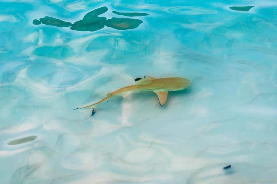Phuket: Phi Phi Islands Day-Trip by Speed Catamaran - Maya Bay and the reality of a famous beach