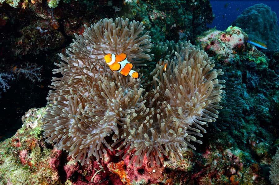 Phuket: Similan Islands Day Tour by Speedboat with Lunch - Christmas Point and Namchai Bay near Island No. 9