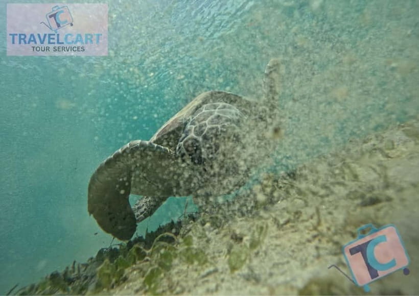 PORT BARTON: Full-day Shared Island Hopping Tour A - Twin Reef and Fantastic Reef Snorkeling