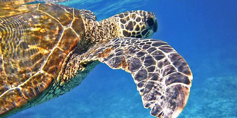 Port Barton: Island Hopping to Turtle Spot & Reef with Lunch - Guides, music, and the mood on the boat