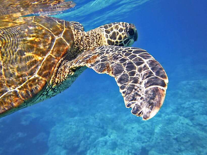 Port Barton: Island Hopping to Turtle Spot & Reef with Lunch - From Port Barton proper to the wharf