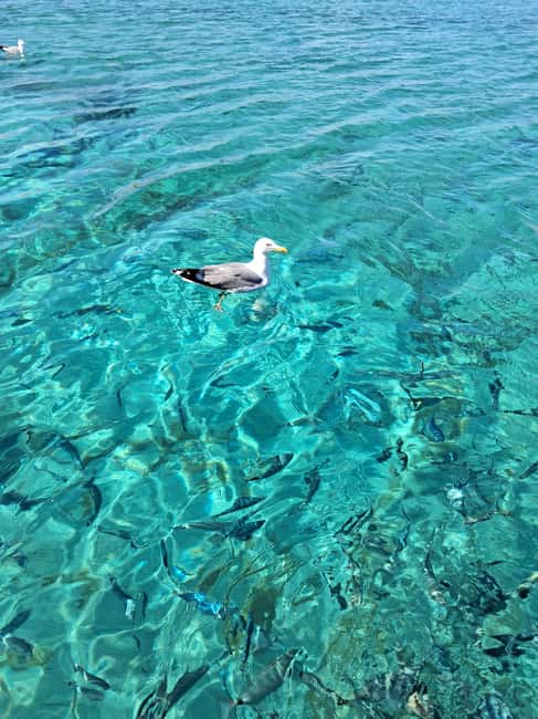 Porto-Vecchio: Lavezzi Archipelago & Cerbicales Island Tour - Lavezzi: the main water stop