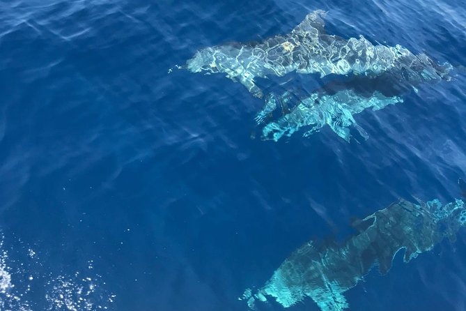 Private Blue Cave and Hvar - 5 Islands Tour - Stiniva Cove is beautiful, but timing matters