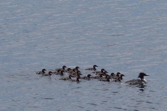 Private Boat Excursion into The Archipelago of Tammisaari - Wildlife on the water