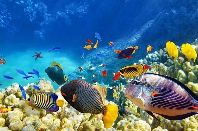 Private Island Hopping in Nasuluan, Hiltotongan and Caohngan - Key things to know before booking