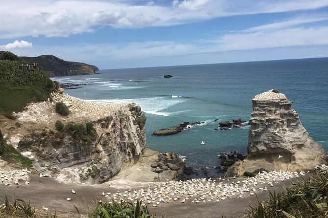 Private Tour: Bay of Islands Day Trip from Auckland - What the private vehicle really means