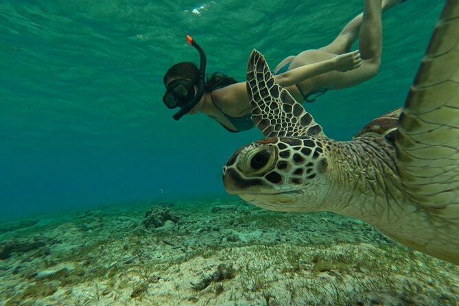 Public Snorkeling 3 Islands - Fish Feeding: Active, Colorful, and Not a Natural Reef Scene