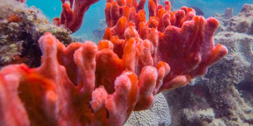 Puerto Princesa: Private Honda Bay Island Hopping Tour - How Honda Bay compares with El Nido