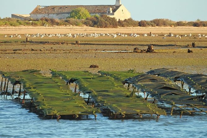 Ria Formosa - Boat trip to the 3 Islands: Armona | Culatra Island | Lighthouse - Wildlife, tides, and the right expectations