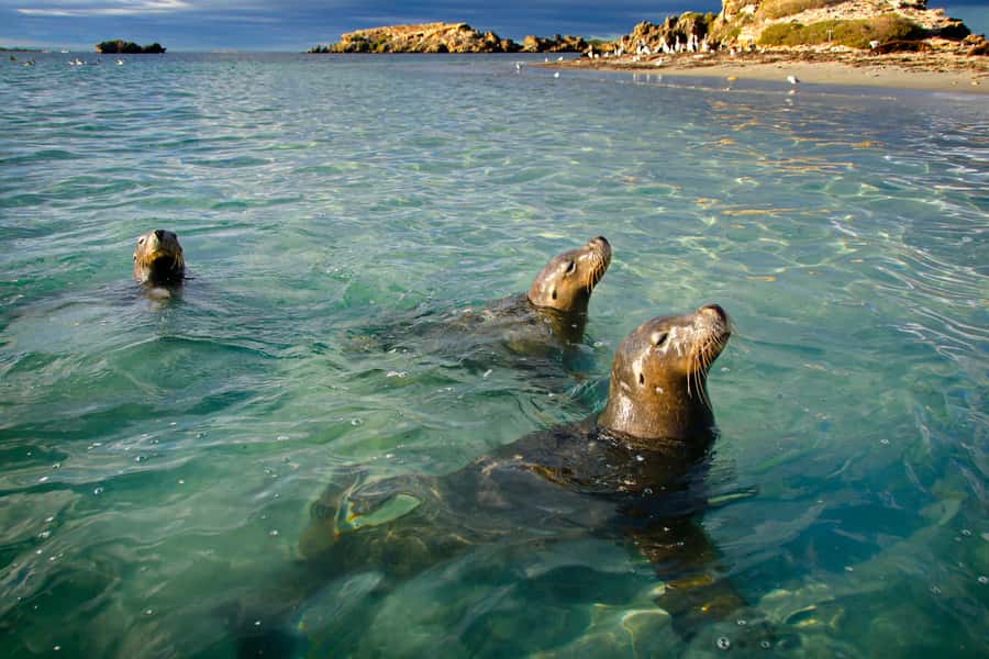 Rockingham: 3 Island Wildlife Snorkeling Cruise with Lunch - Key points before you book