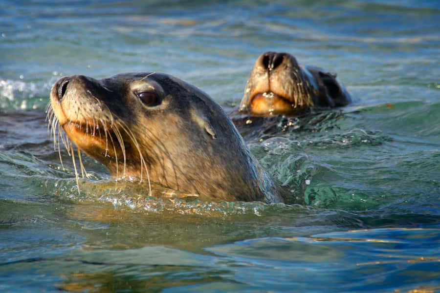 Rockingham: 3 Island Wildlife Snorkeling Cruise with Lunch - Safety comes before the sea lions