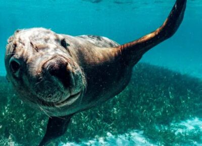 Rockingham: 3 Island Wildlife Snorkeling Cruise with Lunch