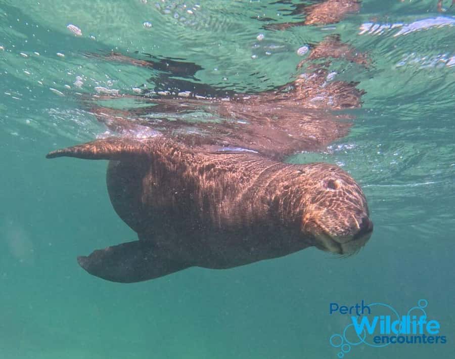Rockingham: 3 Island Wildlife Snorkeling Cruise with Lunch - Watching sea lions near Seal Island
