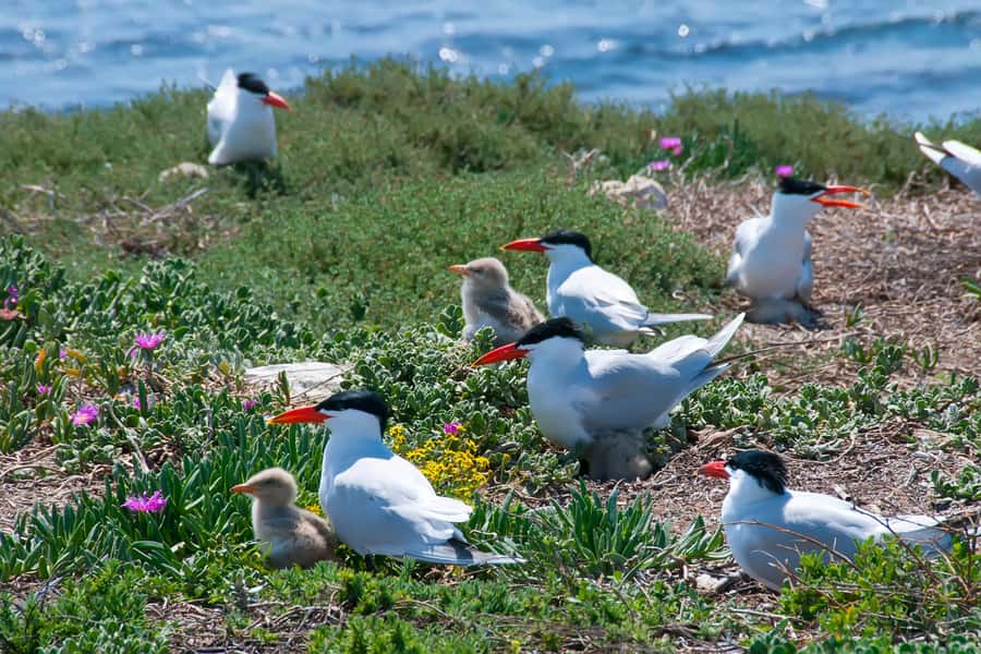 Rockingham: Shoalwater Islands, Dolphins, and Sea Lions Tour - Key points to know before you book