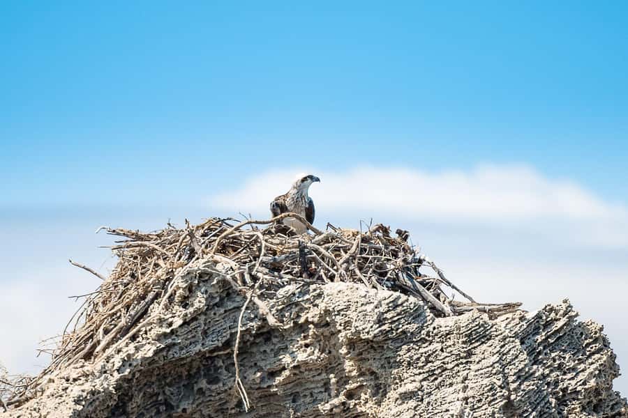 Rockingham: Shoalwater Islands, Dolphins, and Sea Lions Tour - Who will enjoy this most