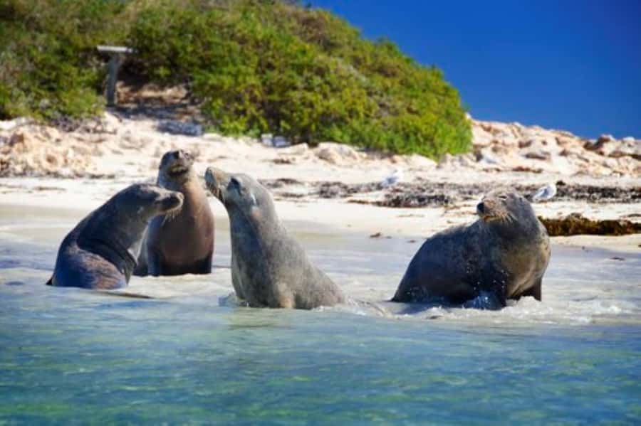 Rockingham: Shoalwater Islands, Dolphins, and Sea Lions Tour - What this $42 cruise actually gives you