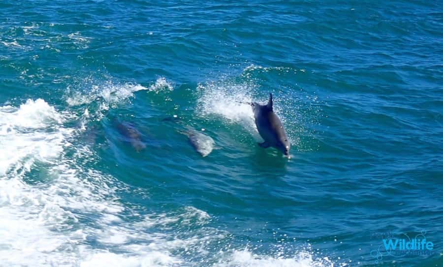Rockingham: Shoalwater Islands, Dolphins, and Sea Lions Tour - The one-hour route through Shoalwater Islands Marine Park